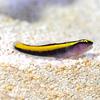 Yellow Line Goby